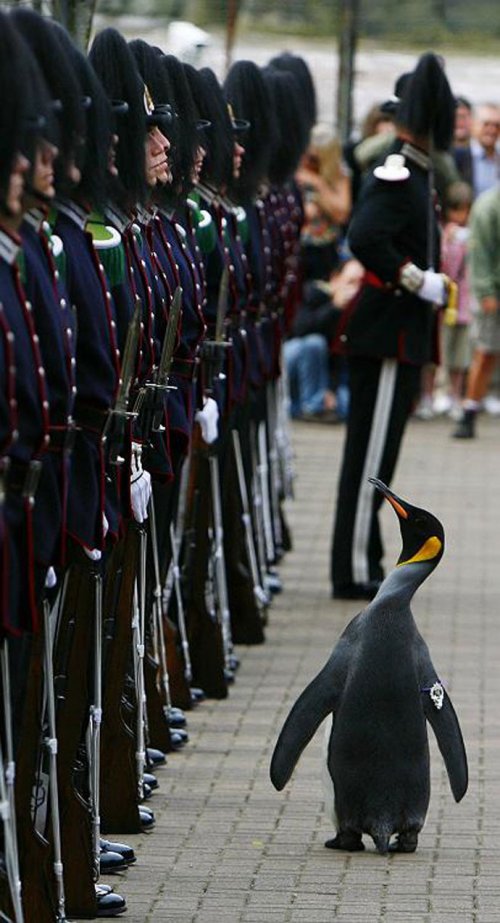 В Эдинбургском зоопарке императорского пингвина возвели в рыцари и наградили званием полковника (3 фото + видео)