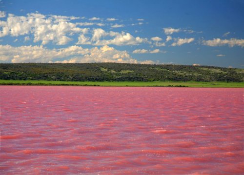 Удивительное розовое озеро на Алтае (6 фото)