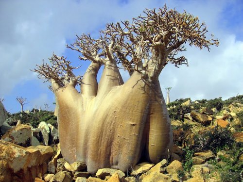 Невероятная природа острова Сокотра (19 фото)