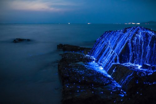 Светящаяся вода на побережье Японии (6 фото)