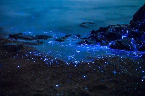 Светящаяся вода на побережье Японии (6 фото)