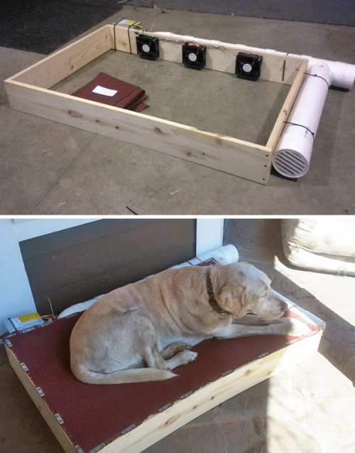 Креативные владельцы собак, которые делают для своих питомцев оригинальные вещи (27 фото)