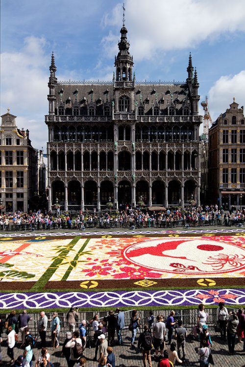 Гигантский ковёр из бегоний на центральной площади Брюсселя (21 фото)