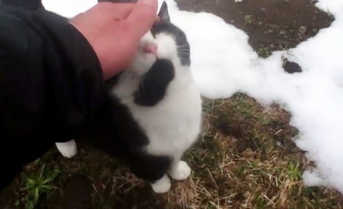 Кошка провела заблудившегося туриста в Швейцарии (4 фото + видео)
