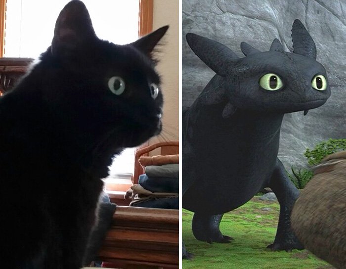 Фурия в реальной жизни. Дракон ночная фурия в реальной жизни. Беззубик в виде кота. Кошка похожая на Беззубика. Черный кот похож на Беззубика.