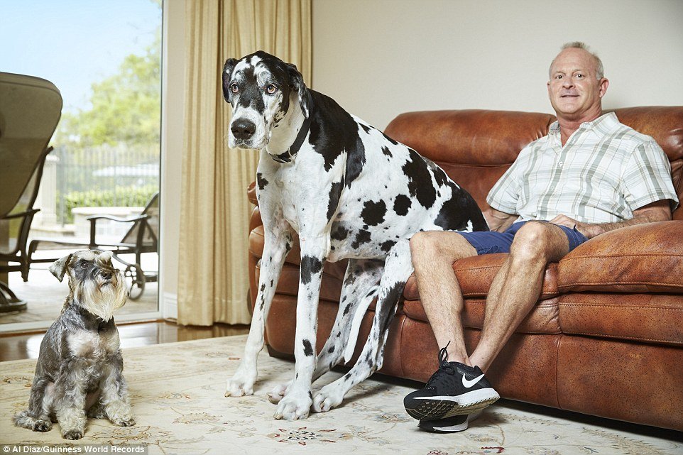Как попасть в книгу рекордов. Самая высокая собака. Самый большой дог в мире. Самые большие собаки рекорд Гиннесса. Самая большая собака в мире рекорд.