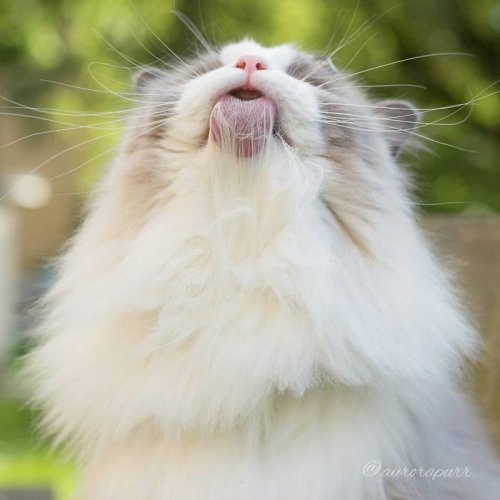 Пушистая красавица-кошка Аврора (10 фото)