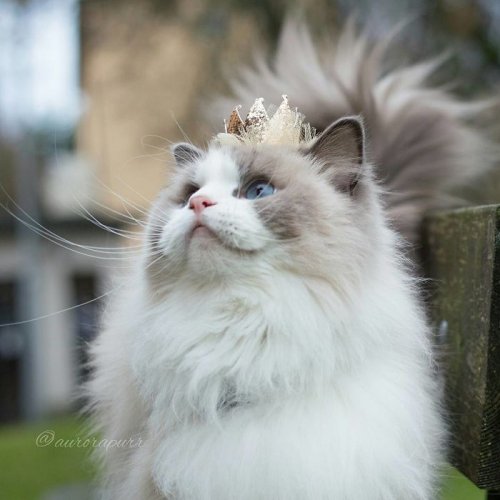 Пушистая красавица-кошка Аврора (10 фото)