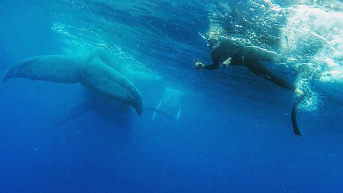 Селфи парня, которого фотобомбит кит, покоряет Интернет (6 фото)