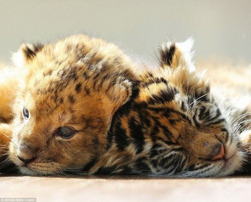 В японском сафари-парке живут неразлучные друзья — львёнок и тигрёнок (15 фото)