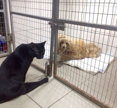 Спасённый кот Люцифер помогает ухаживать за животными в пермской ветклинике (11 фото)