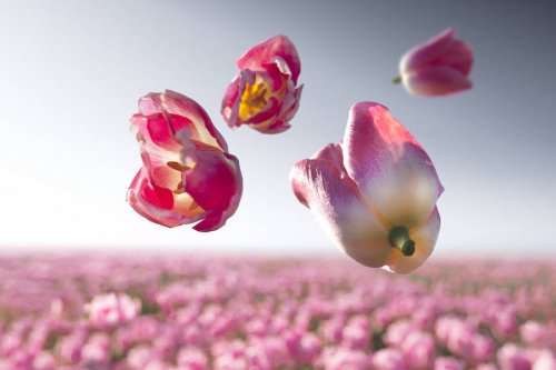 Цветы, парящие в невесомости, в фотографиях Клэр Дропперт (9 фото)