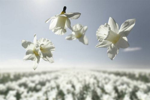 Цветы, парящие в невесомости, в фотографиях Клэр Дропперт (9 фото)