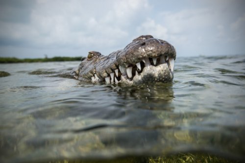 Подводные фотографии с крокодилами, сделанные Родриго Фриссьоне (9 фото)
