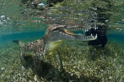 Подводные фотографии с крокодилами, сделанные Родриго Фриссьоне (9 фото)