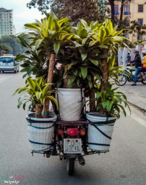 Нелепые и смешные грузы, перевозимые на мотоциклах (23 фото)
