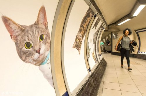 Всю рекламу на станции лондонского метро заменили фотографиями кошек (9 фото)