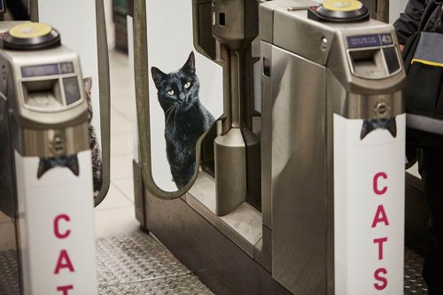 Всю рекламу на станции лондонского метро заменили фотографиями кошек (9 фото)