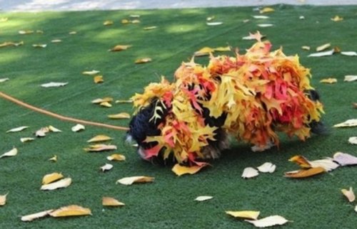 Собаки в худших самодельных костюмах (10 фото)