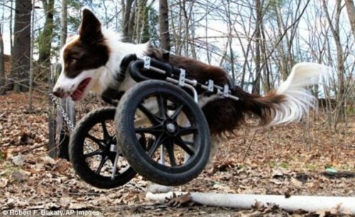 Топ-10: Очаровательные животные в инвалидных колясках