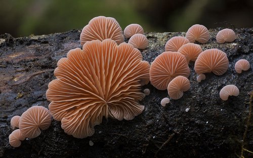 Красочные фотографии грибов от Стива Эксфорда (19 фото)