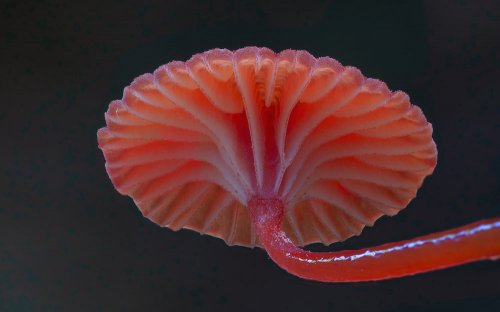 Красочные фотографии грибов от Стива Эксфорда (19 фото)