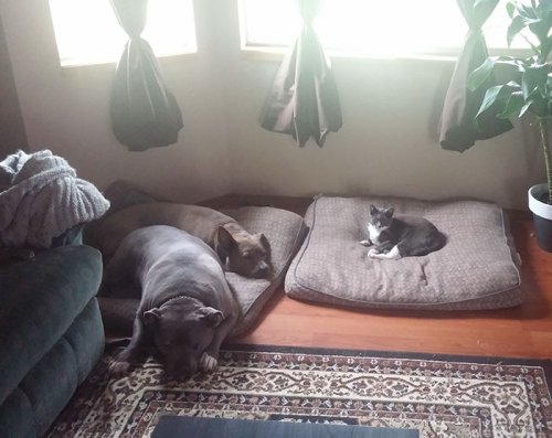 Наглые кошки, захватившие лежаки собак (30 фото)