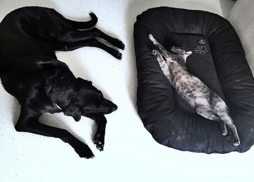 Наглые кошки, захватившие лежаки собак (30 фото)