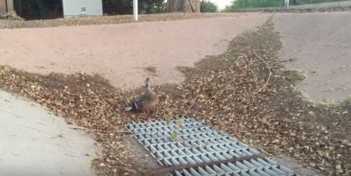 Крякавшая утка привлекла внимание человека, который помог спасти её утят