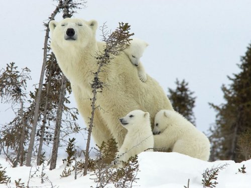 Очаровательные медведицы с медвежатами (30 фото)
