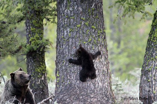 Очаровательные медведицы с медвежатами (30 фото)
