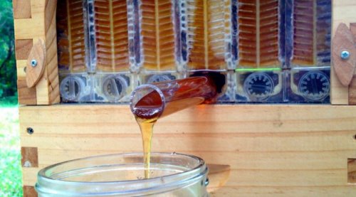 Рекордный стартап: уникальный улей с автоматическим сбором мёда (6 фото)