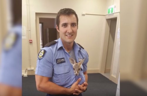 Осиротевший кенгурёнок думает, что этот полицейский — его мама