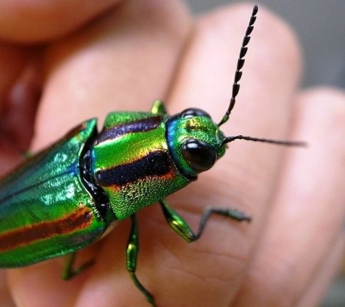 Топ-25: Потрясающе красивые насекомые