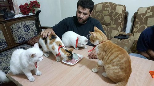 Мужчина живёт в охваченном войной Алеппо, чтобы заботиться о бездомных и брошенных кошках (7 фото + видео)