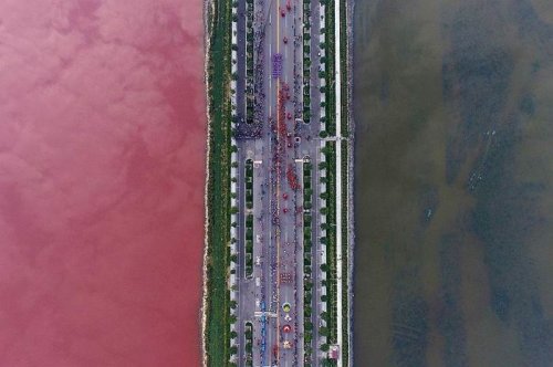 Китайское озеро Яньху окрасилось в розовый цвет (3 фото)