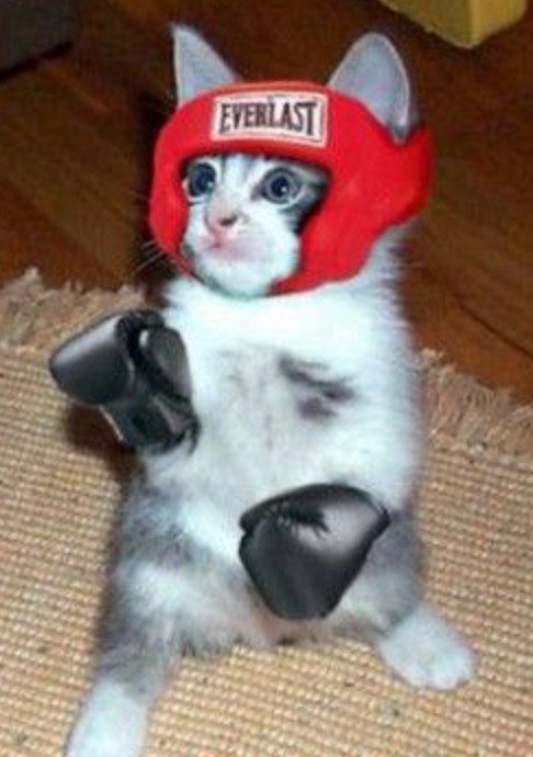 Боевые кошки (10 фото)