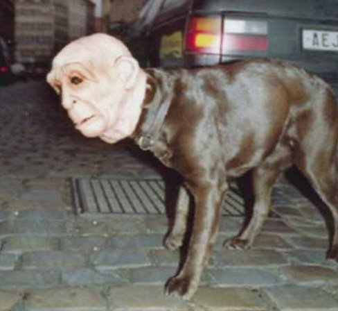 Страшные костюмы на Хэллоуин для собак (10 фото)