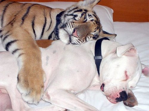 Невероятная дружба между животными (20 фото)