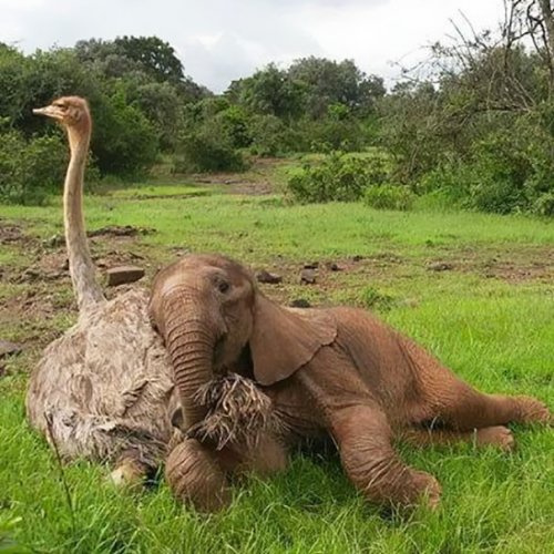 Очаровательная дружба слонёнка Джотто и страуса Пи (6 фото)
