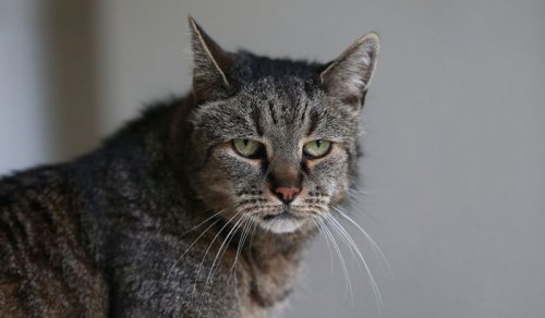 Знакомьтесь, Мускат — самый старый кот в мире (8 фото)