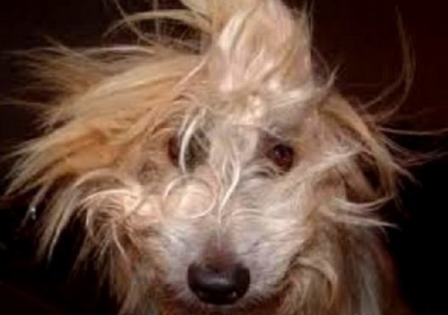 Собачки, которым надо что-то делать с причёской (10 фото)