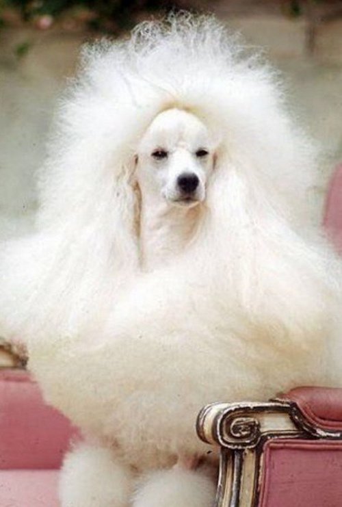 Собачки, которым надо что-то делать с причёской (10 фото)