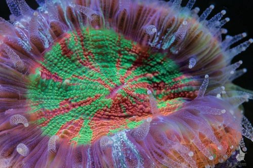 Макрофотографии кораллов Большого Барьерного Рифа (20 шт)