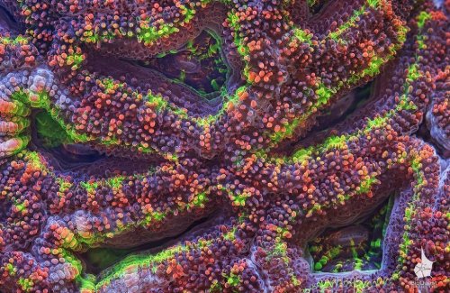 Макрофотографии кораллов Большого Барьерного Рифа (20 шт)
