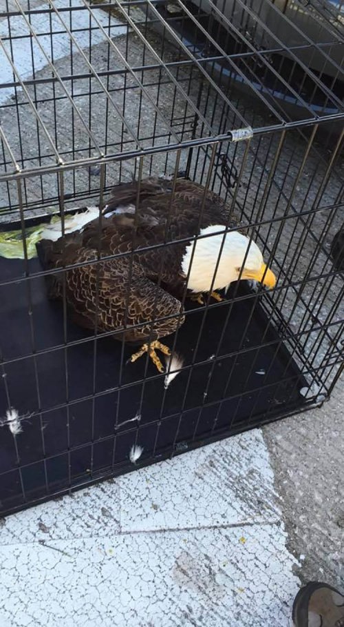 Спасение белоголового орлана, попавшего в решётку бампера (5 фото)