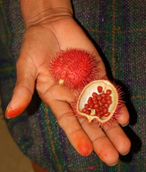 Необычные экзотические фрукты, о которых мы ещё не рассказывали (11 фото)