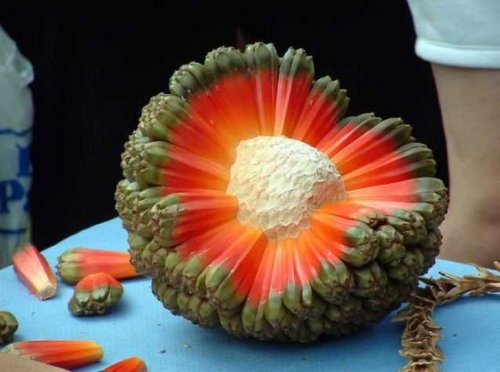 Необычные экзотические фрукты, о которых мы ещё не рассказывали (11 фото)