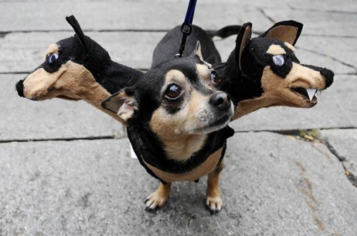 Забавные собаки в хэллоуинских костюмах (18 фото)