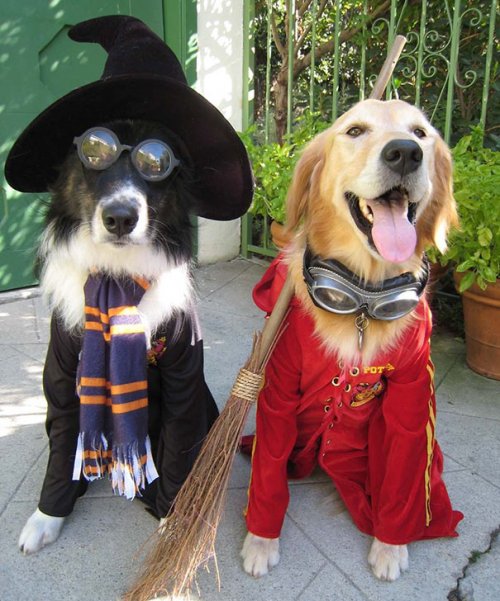 Забавные собаки в хэллоуинских костюмах (18 фото)